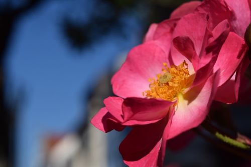 wild rose blossom bloom