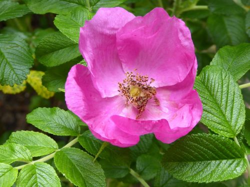 wild rose pink bush rose