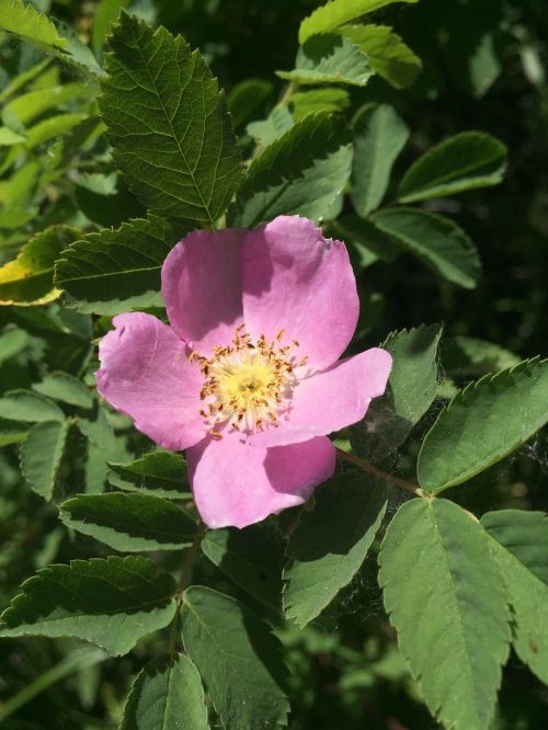 wild rose flower pink flower