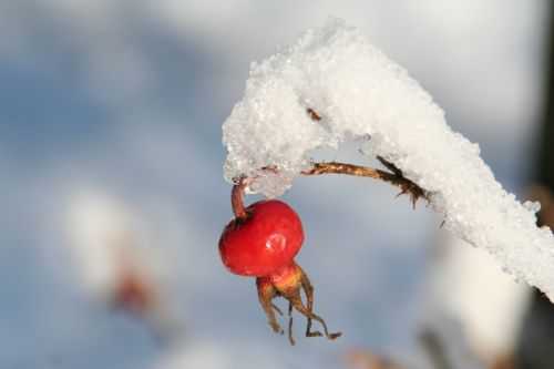 wild rose rose hip ice