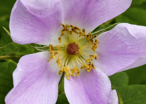 wild rose flower pink