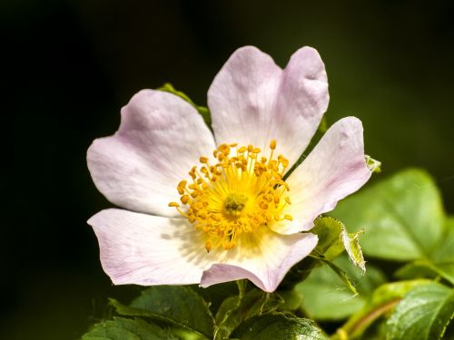 wild rose flower blossom