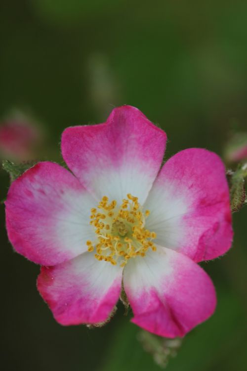 wild rose summer blossom