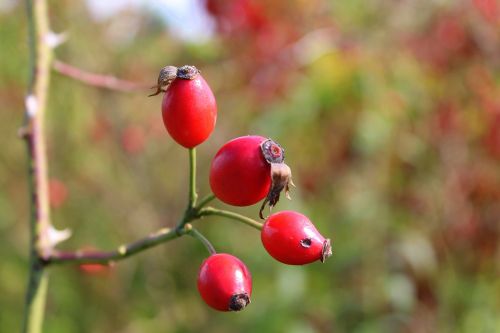 wild rose rose hips autumn