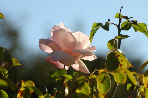 wild rose rose blossom