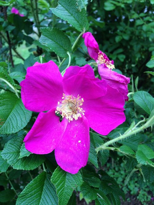 wild rose floral plant