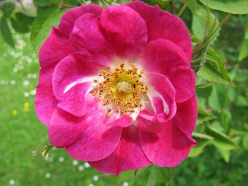 wild rose nature rose