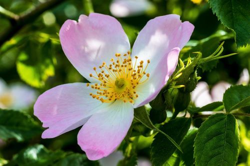 wild rose blossom bloom