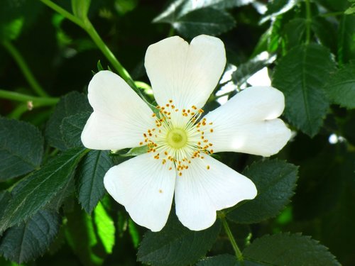 wild rose  rosa canina  flower