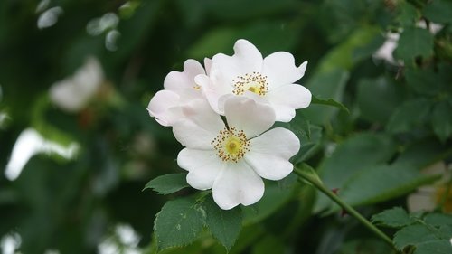 wild rose  field  nature