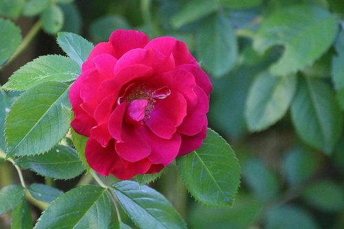wild rose  rose  red