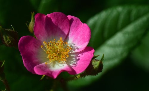 wild rose  bush rose  blossom