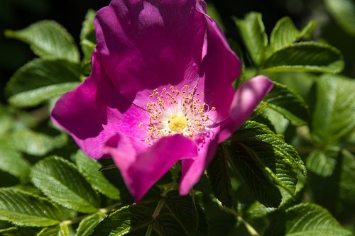 wild rose  rose hip  blossom