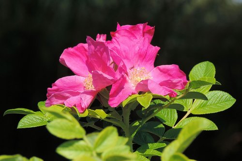 wild rose  rose hip  blossom