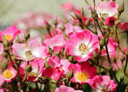 wild rose rose blossom