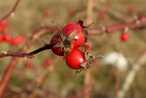 wild rose  fruit  rose hips