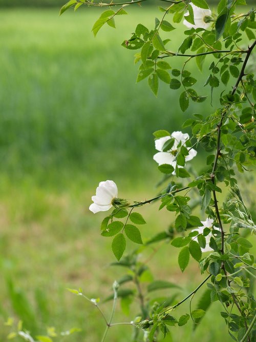 wild rose  white  rose