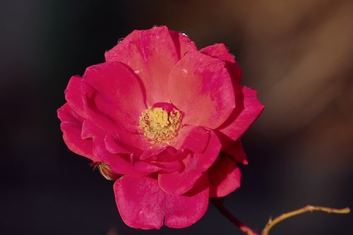 wild rose  red  pink