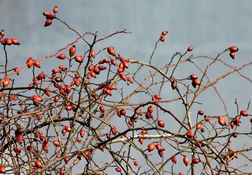 wild rose  fruit  red