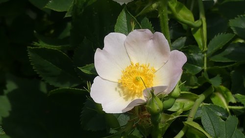 wild rose  hedge  blossom