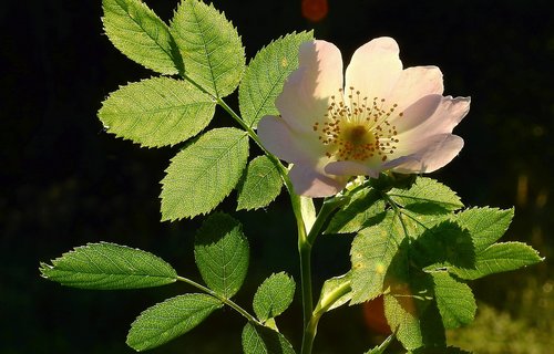 wild rose  light  foliage