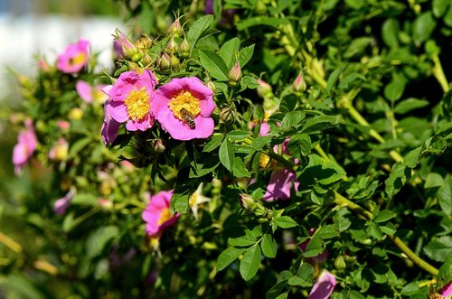 wild rose  garden  nature