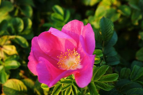 wild rose rose pink