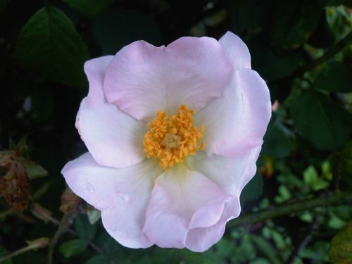 wild rose white flower