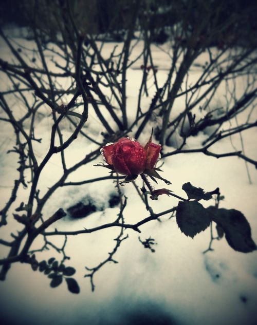 wild rose winter plant