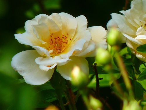 wild rose rose rose bloom