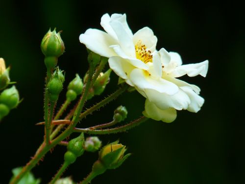 wild rose rose rose bloom