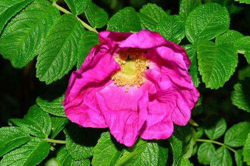 wild rose bush blossom