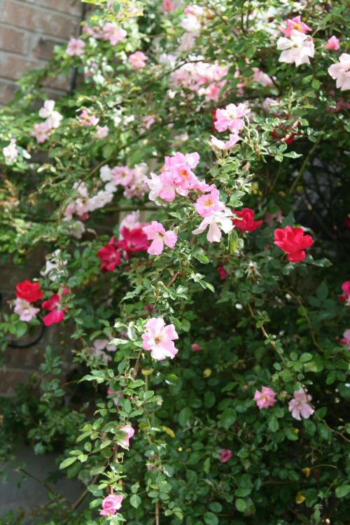 Wild Rose Bush