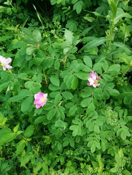 Wild Roses