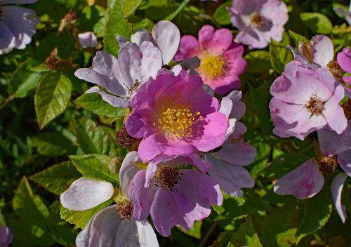 wild roses wildflower flower