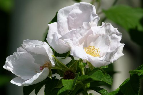 wild roses flower floral