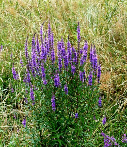 wild sage purple grasses