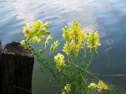 wild snapdragon yellow agra plant