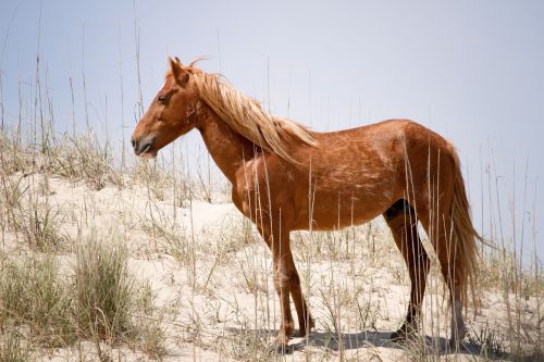 wild spanish mustang animal horse
