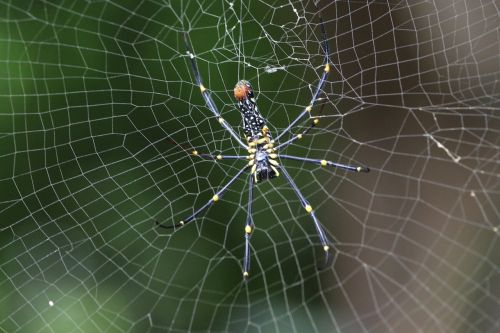 wild spider spider web spider