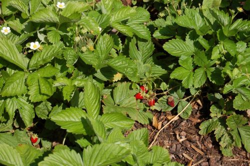 wild strawberries garden plant