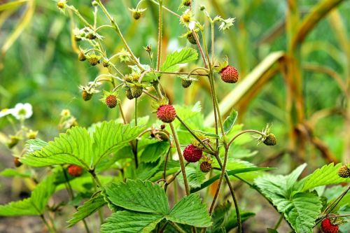 wild strawberries summer plant