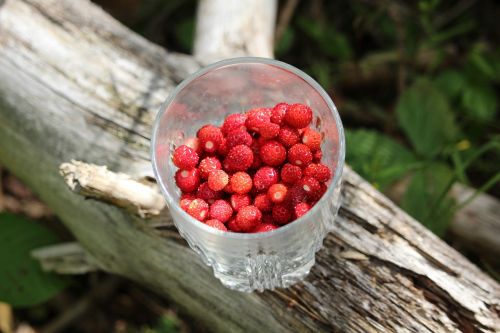 wild strawberries strawberries in a glass small