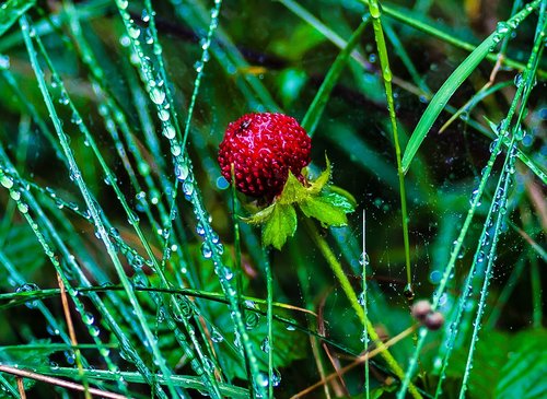 wild strawberries  nature  summer