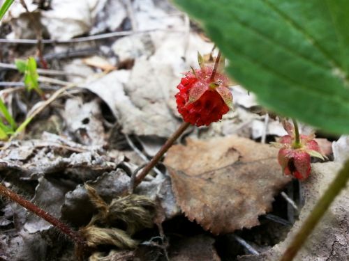 Wild Strawberry