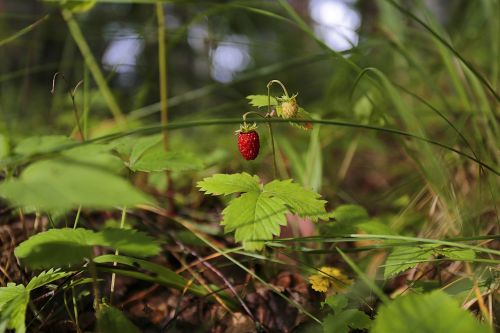 wild strawberry berry red