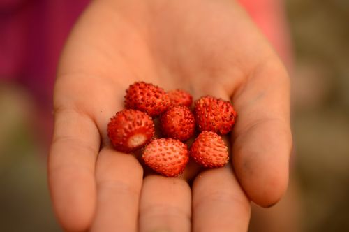 wild strawberry hand summer