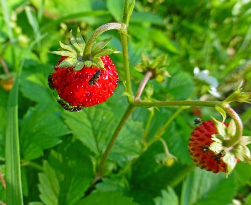 wild strawberry plant berry