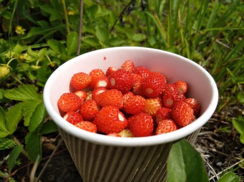 wild strawberry berry