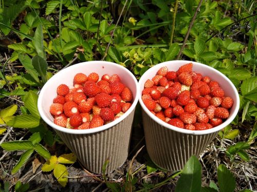 wild strawberry berry the strawberries